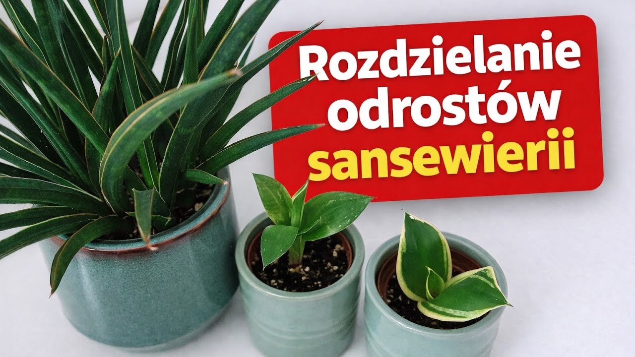 Rozdzielanie odrostów sansevierii #sansevieria #plants #rosliny 