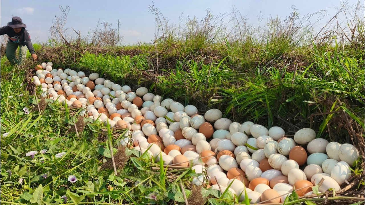 Wow wow wow! A female fisherman either lays eggs in a rice field or lays many eggs.