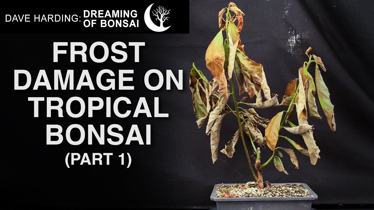 Frost Damage on Tropical Bonsai Part 1, November 2025
