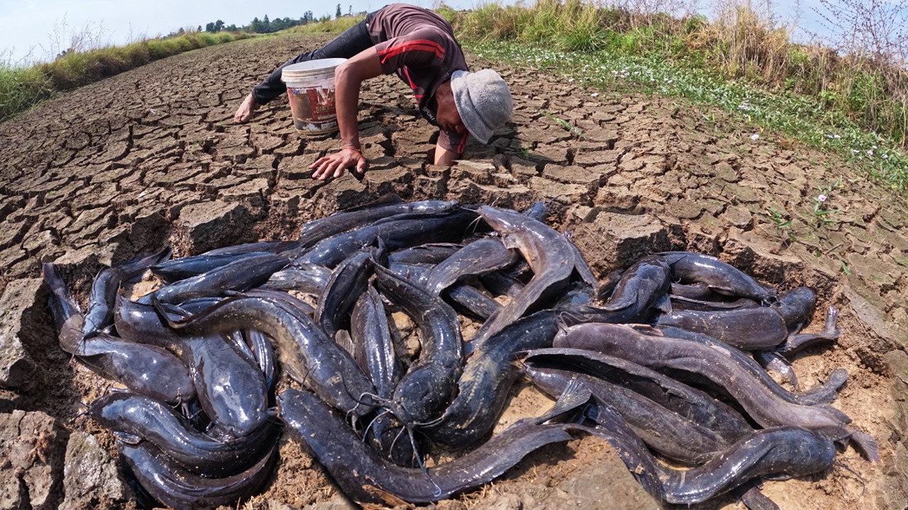 Hand Fisherman - Fisherman catch fish and pick a lot of eggs at dry season in field by skills hand