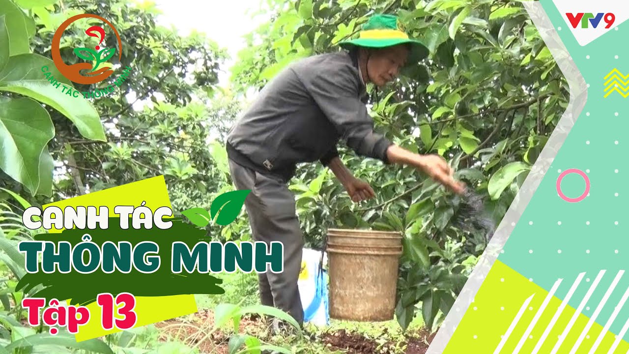 Hạn chế rụng trái non trên cây bơ | Canh tác thông minh tập 13 | VTV9