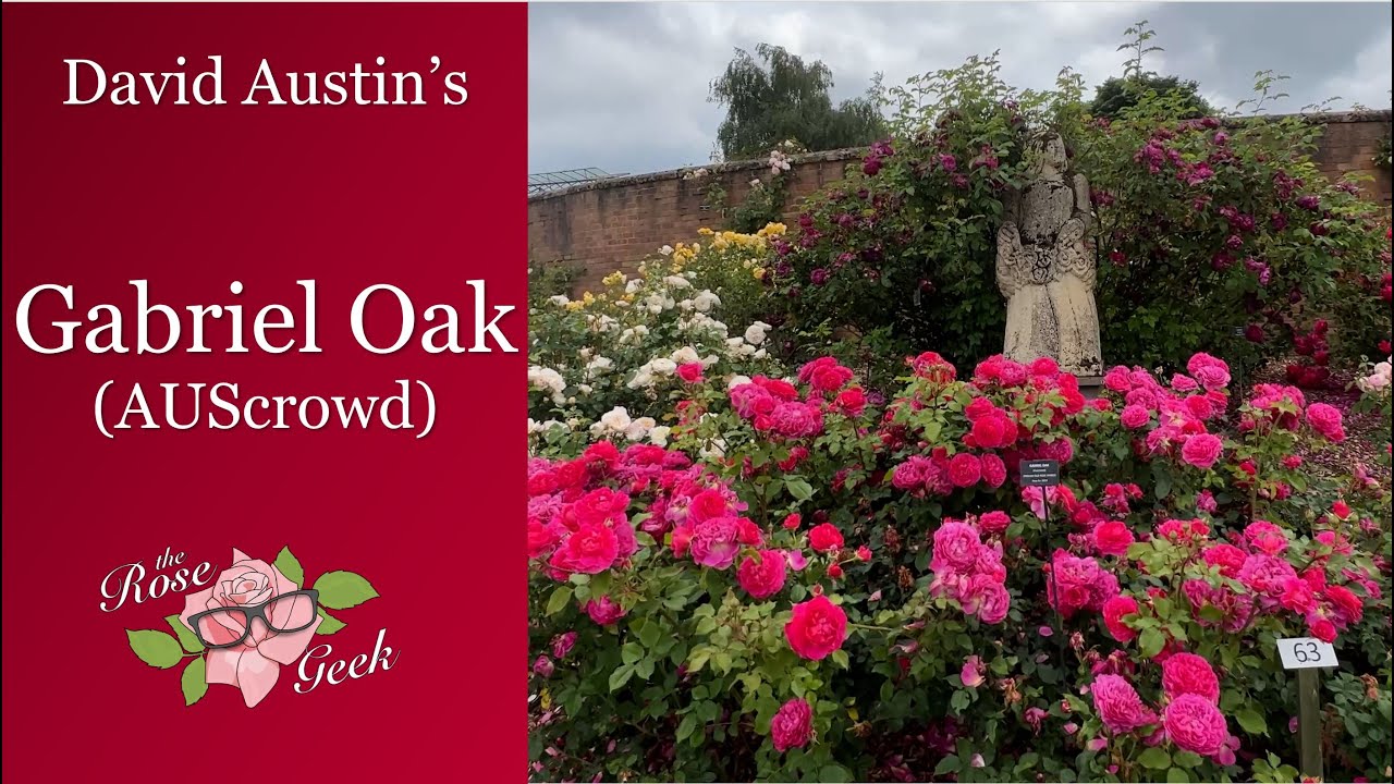 🌹 David Austin's Gabriel Oak Rose // AUScrowd // English Shrub