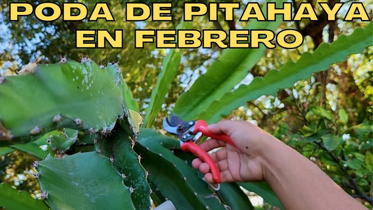 poda de pitahaya .🐲🐉 primer podar del año en fruta dragón pitahaya