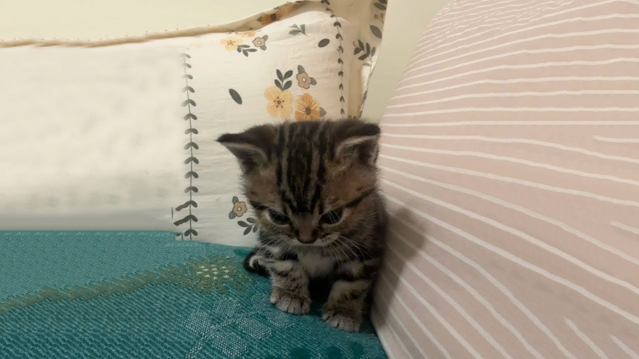 Funniest Cats of 2025 Compilation 🐱 Laughing Out Loud! #59