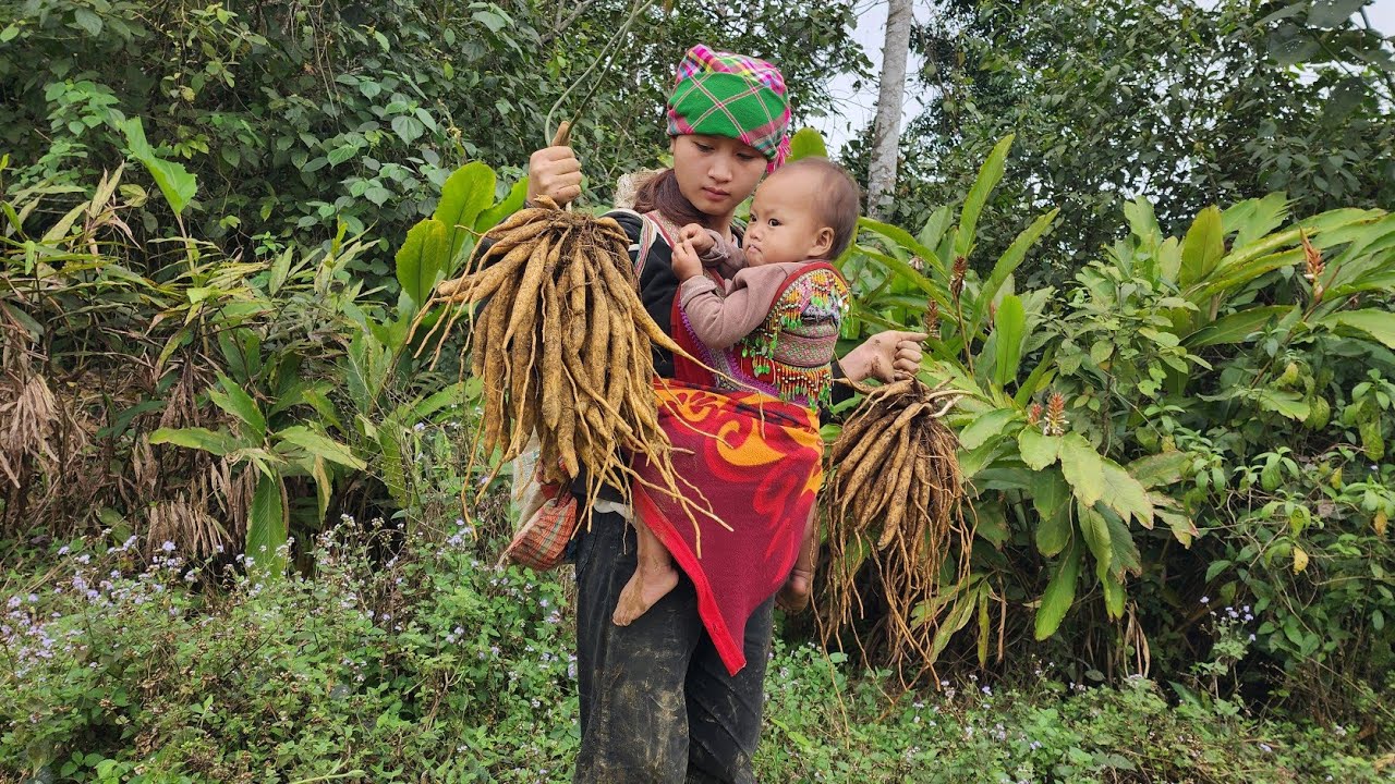A mother and daughter go together to dig up thirty-year-old ancient trees in the forest to sell.