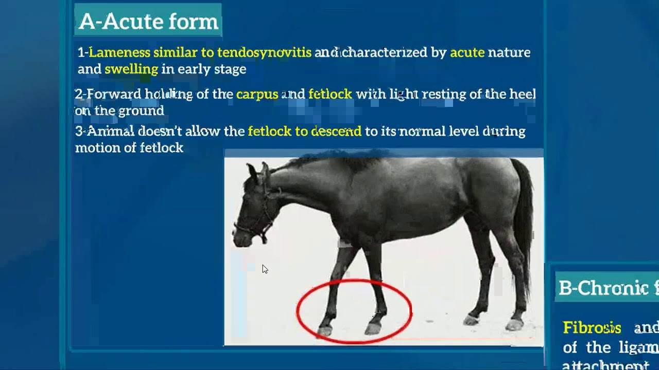 6-Desmitis or sprain of suspensory ligament