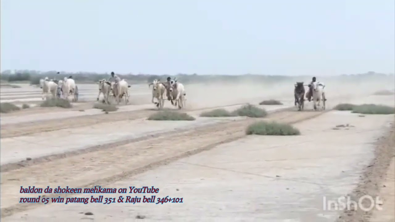 Today 14 July 2025 zila Toba Tek Singh open bailgadi race ground 301 full video 📷. #bull #bailgadi