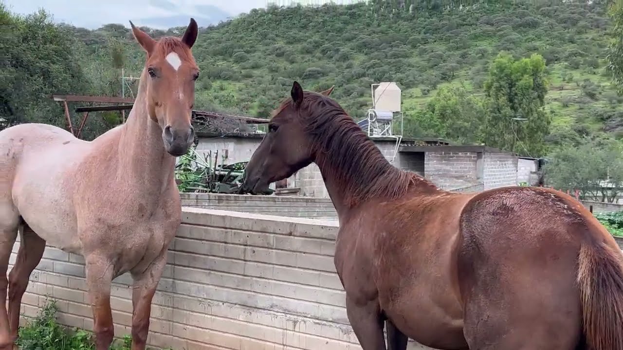 Rancho en tiempo de aguas. Santa Ana de arriba