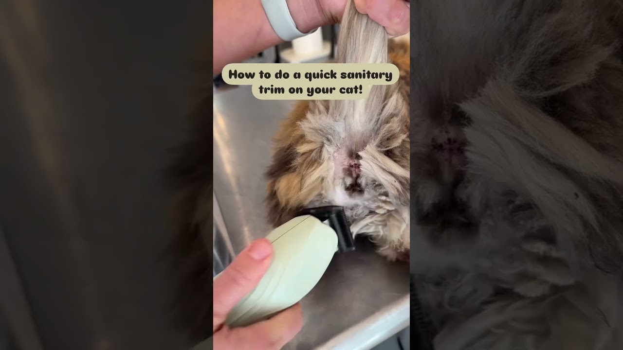 Quick sanitary trim on a long haired cat!