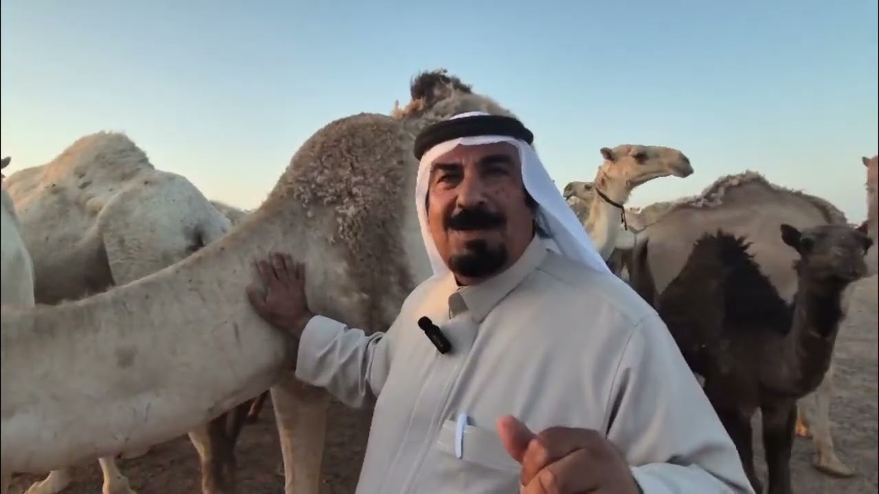 استضافة الشيخ فهد الراشد التميمي لملاك الابل بحائل ببلدة السبعان اهداء الاعلامي عثمان الشلاش