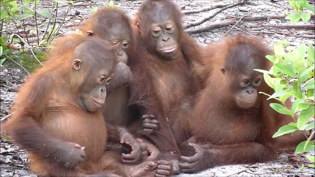 Orangutan orphans at BOS Nyaru Menteng, Borneo, Indonesia