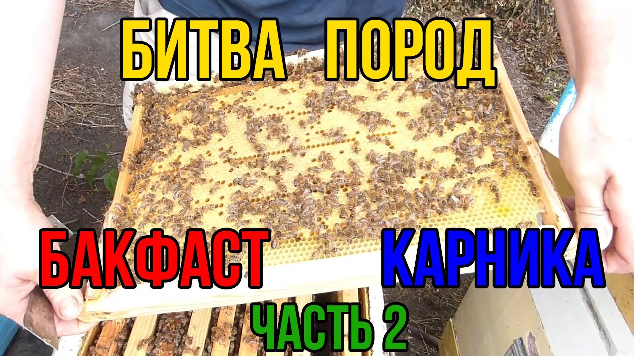 Сравнение карники и бакфаст f-3 в безвзяточный период часть 2. Использование слабых медосборов
