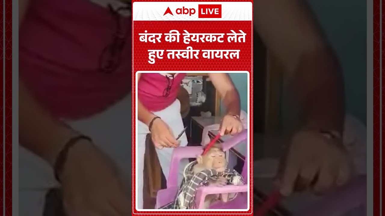Viral Video : बंदर की हेयरकट लेते हुए तस्वीर वायरल| #ytshorts #breakingnews #viral
