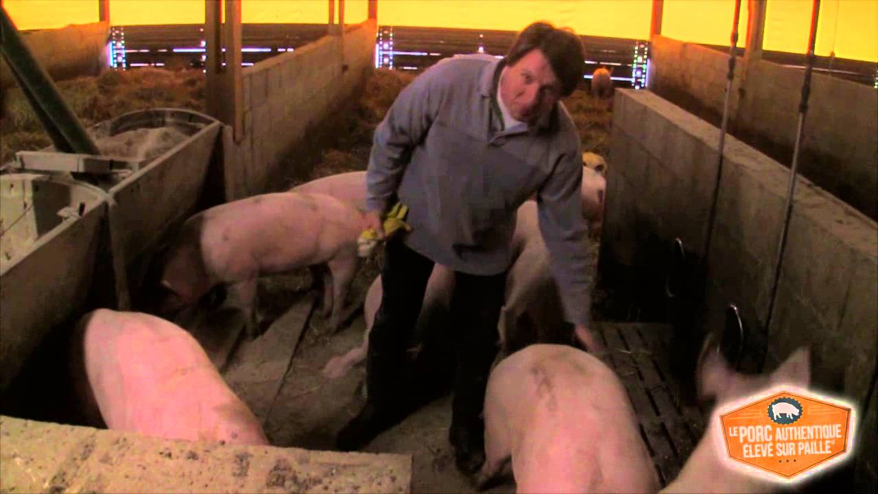 Le porc authentique élevé sur paille