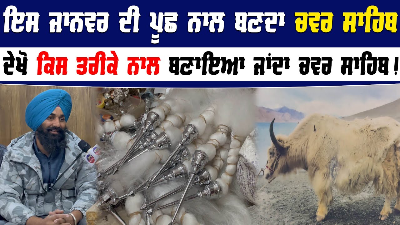 ਇਸ ਜਾਨਵਰ ਦੀ ਪੂਛ ਨਾਲ ਬਣਦਾ ਚਵਰ ਸਾਹਿਬ | ਦੇਖੋ ਕਿਸ ਤਰੀਕੇ ਨਾਲ ਬਣਾਇਆ ਜਾਂਦਾ ਚਵਰ ਸਾਹਿਬ | Punjab News