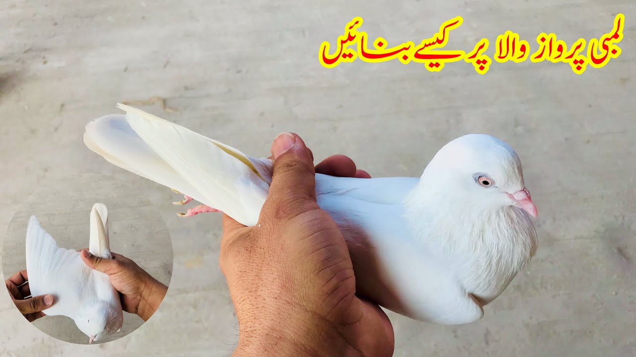Lambi Parwaz Wala Par Kisy Banen || Afzaal Pigeons