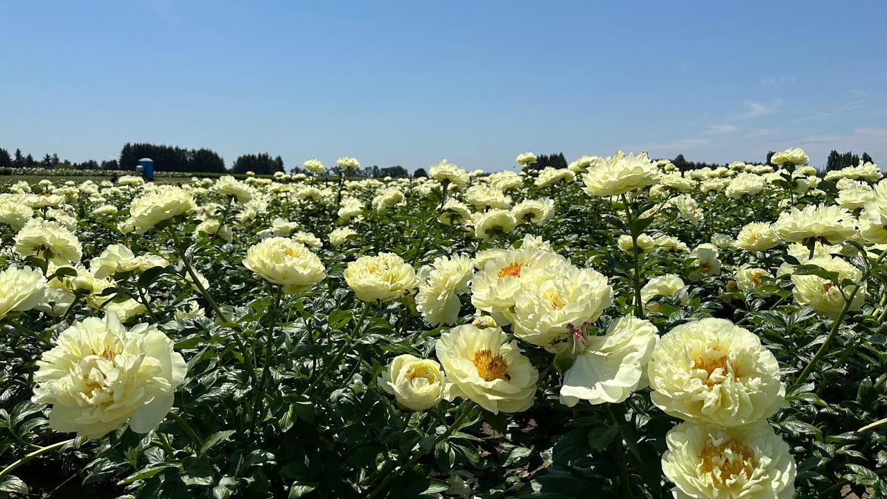 Adelman Peony Farm - May, 2023 - Part 1, Display Garden