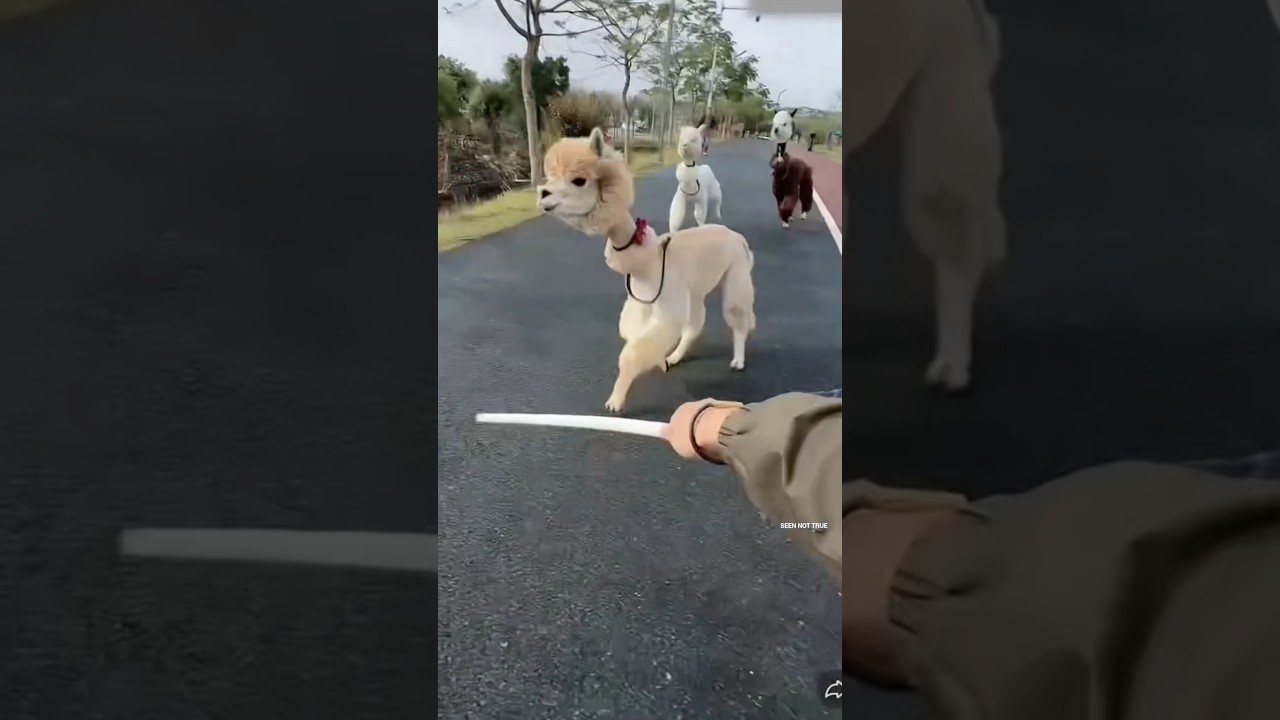 He Took His Llama for a Walk&hellip; You Won&rsquo;t Believe What Happened Next!