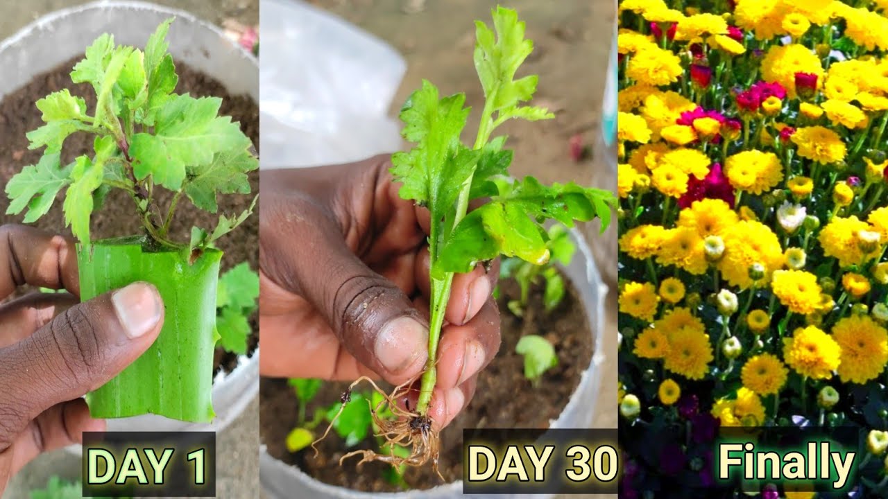 வீட்டிலேயே சாமந்தி செடி உற்பத்தி-How to grow Chrysanthemum Frum cutting-boo garden#gardening#garden#
