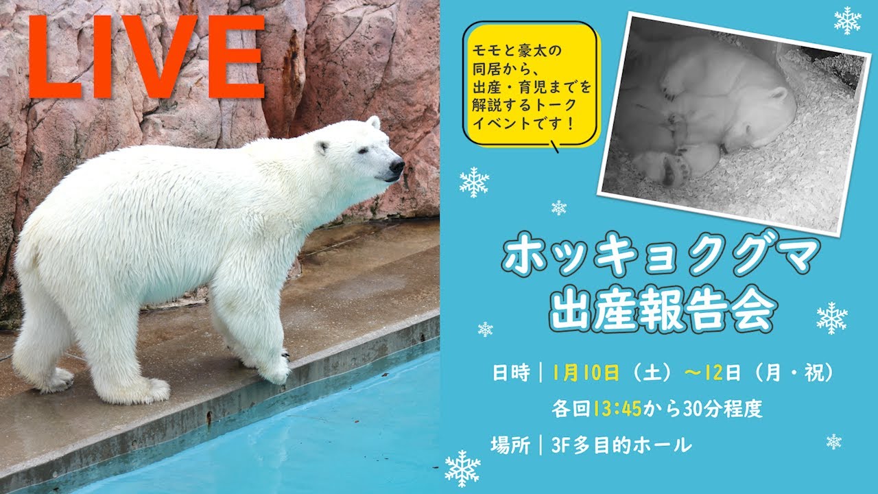 【LIVE】ホッキョクグマ出産報告会