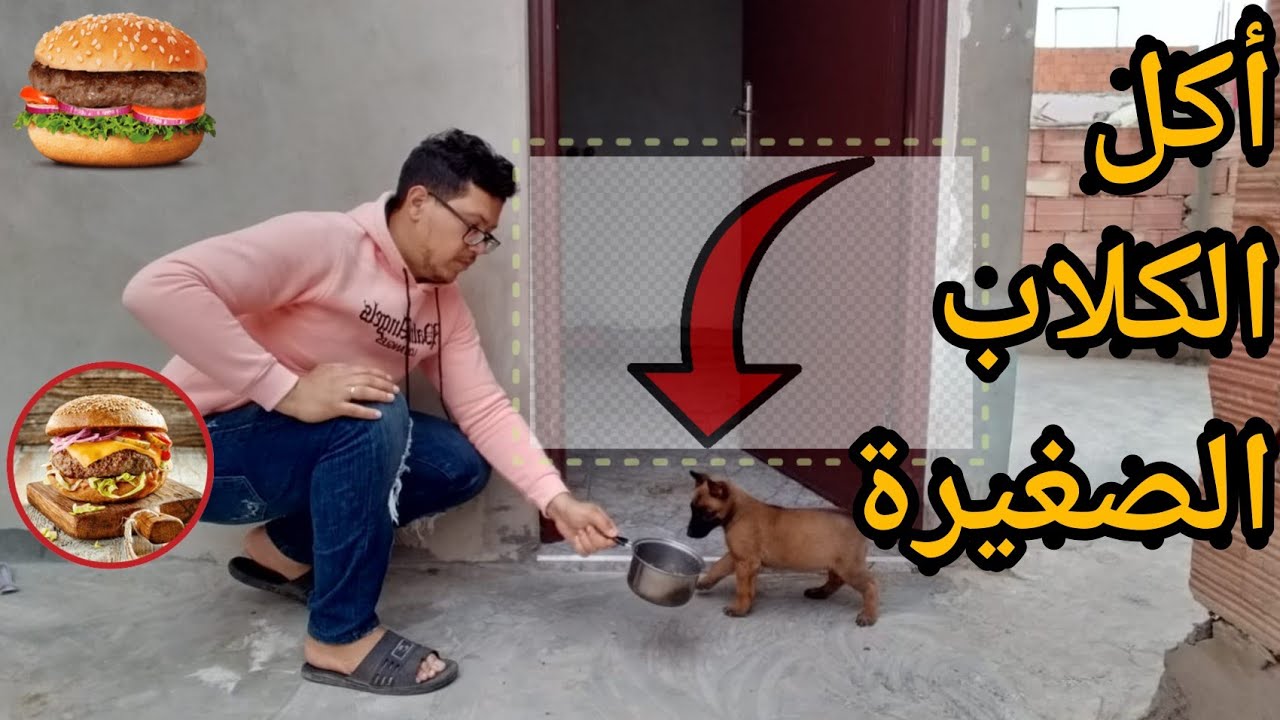 وجبة الكلاب الصغيرة😍يكبروا بسرعة🔥