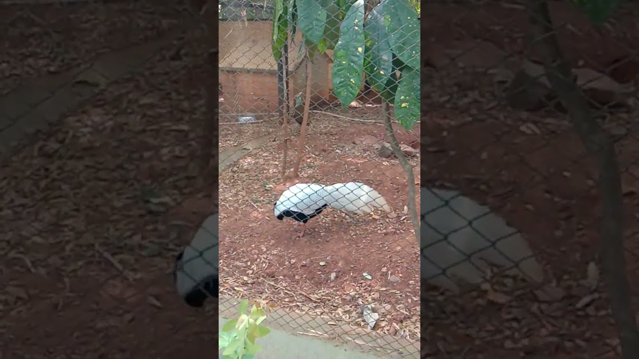 Mysore zoo #Mysorezoo #parrot camp
