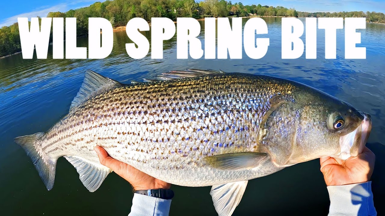 HUGE Spring Striper (Boone Lake)