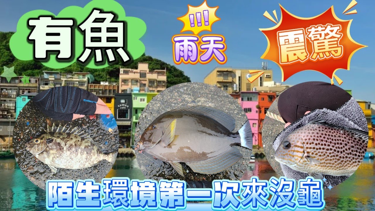 漁港 垂釣 北部 堤防 防波堤 新北 台北 包公 臭肚 象魚 倒吊魚 笛鯛魚 深場 基隆 磯釣 不凍蝦 蝦仁 黑粒子 哇米仔 正濱漁港 20241113