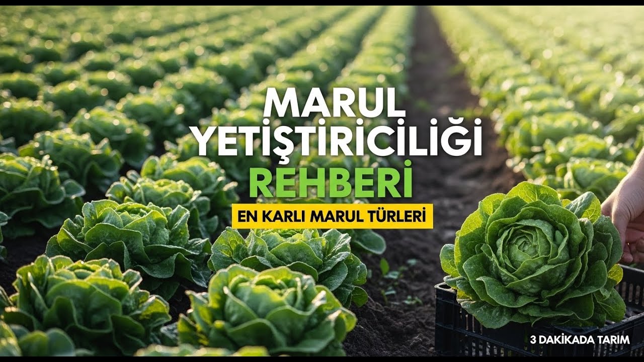 Marul Yetiştiriciliği Rehberi | En Karlı Marul Türleri