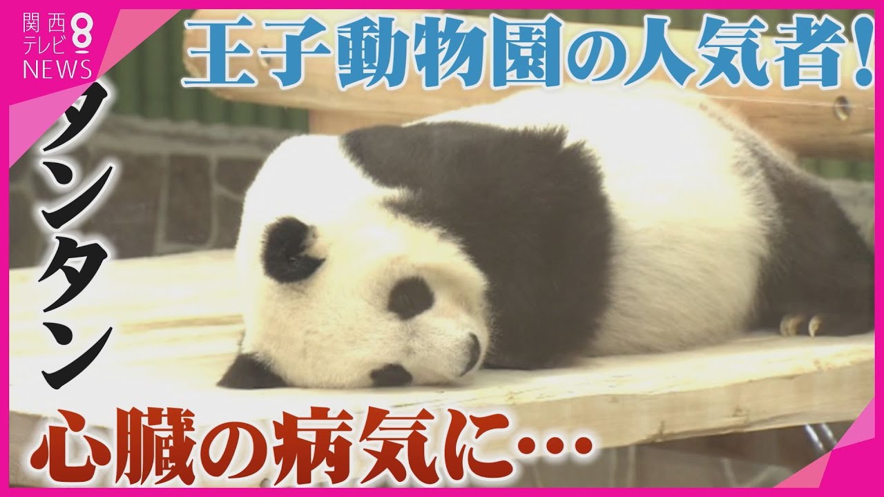 【特集】心不全で療養中　王子動物園の人気者「タンタン」　人間でいえば80代の“27歳”　スタッフが24時間でケア　みんなにもう一度元気な姿を…【報道ランナー】