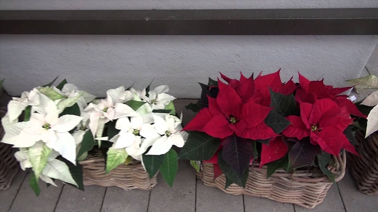 Intratuin Kerststerren HD 1080P