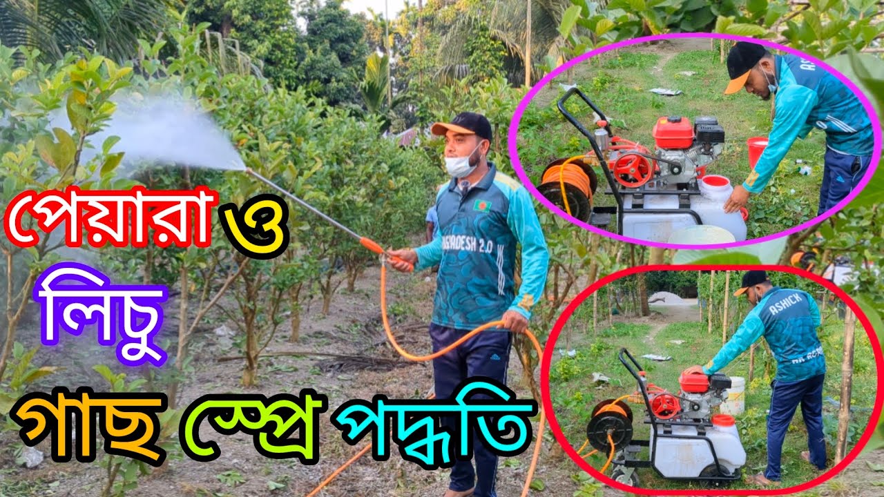 পেয়ারা ও লিচু বাগান স্প্রে পদ্ধতি। আঙ্গুর,নারিকেল, আম,কাঠাল,লিচু,পেয়ারাসহ বড়গাছ স্প্রে মেশিন।Ar-Agro