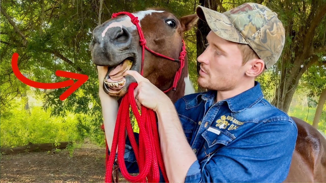How To Give A Horse Oral Medicine (Dewormer)