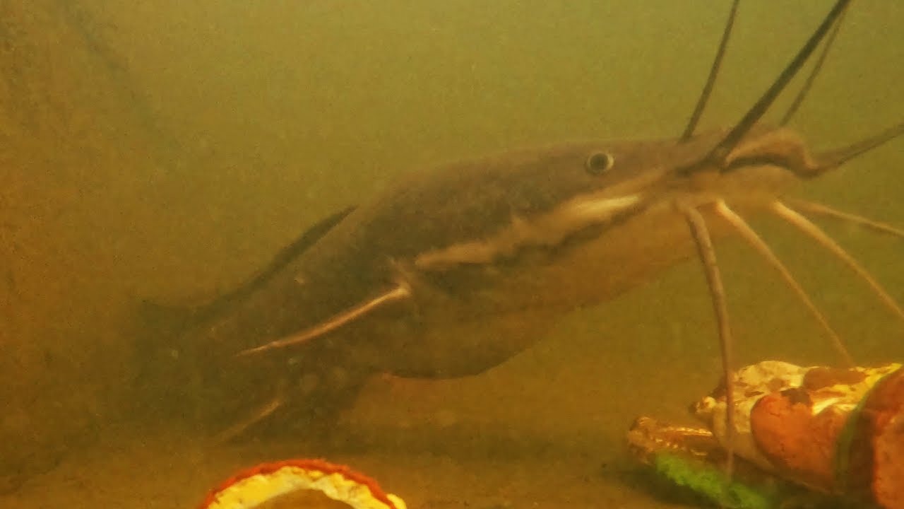 Big Monster Fish Is Sleeping In Pond!!  || Most Dangerous Fish ||