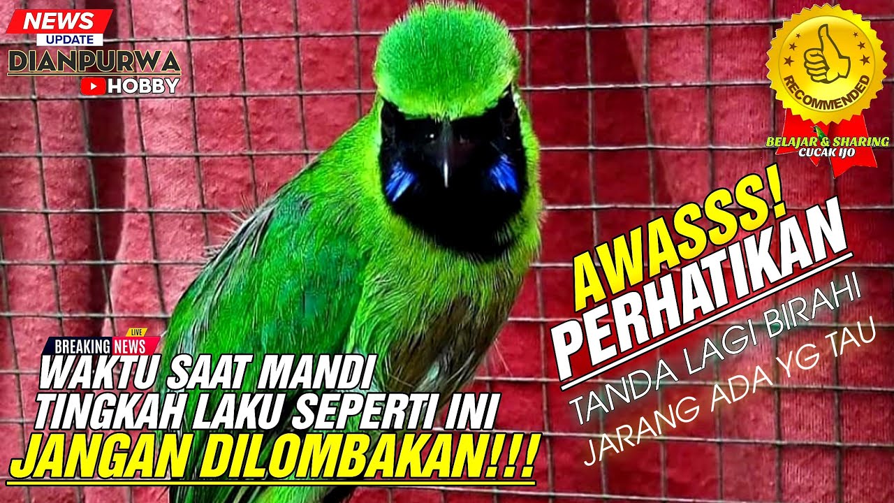 PERHATIKAN❗MELIHAT TINGKAH LAKU SAAT CUCAK IJO MANDI DICEPUK SDG TERLIHAT KONDISI BIRAHI||KICAUMANIA