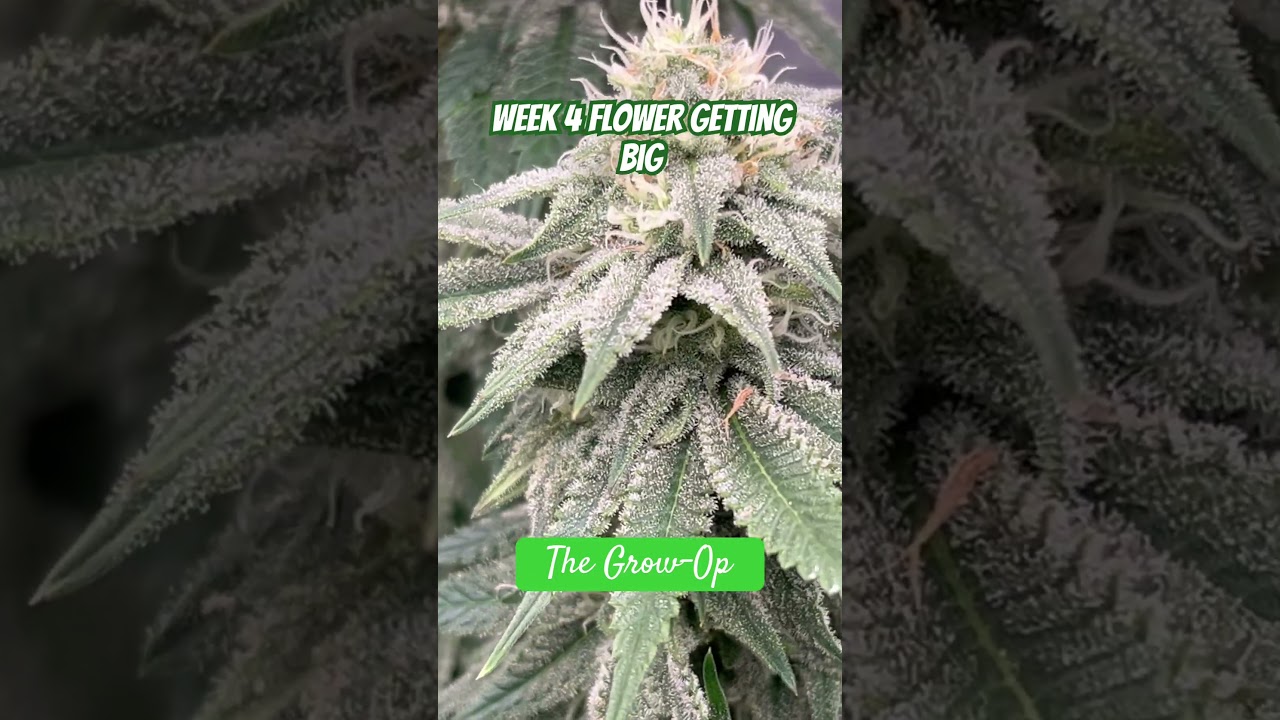 Day 29 in Flower #cannabiseducation #indoorplants #plants