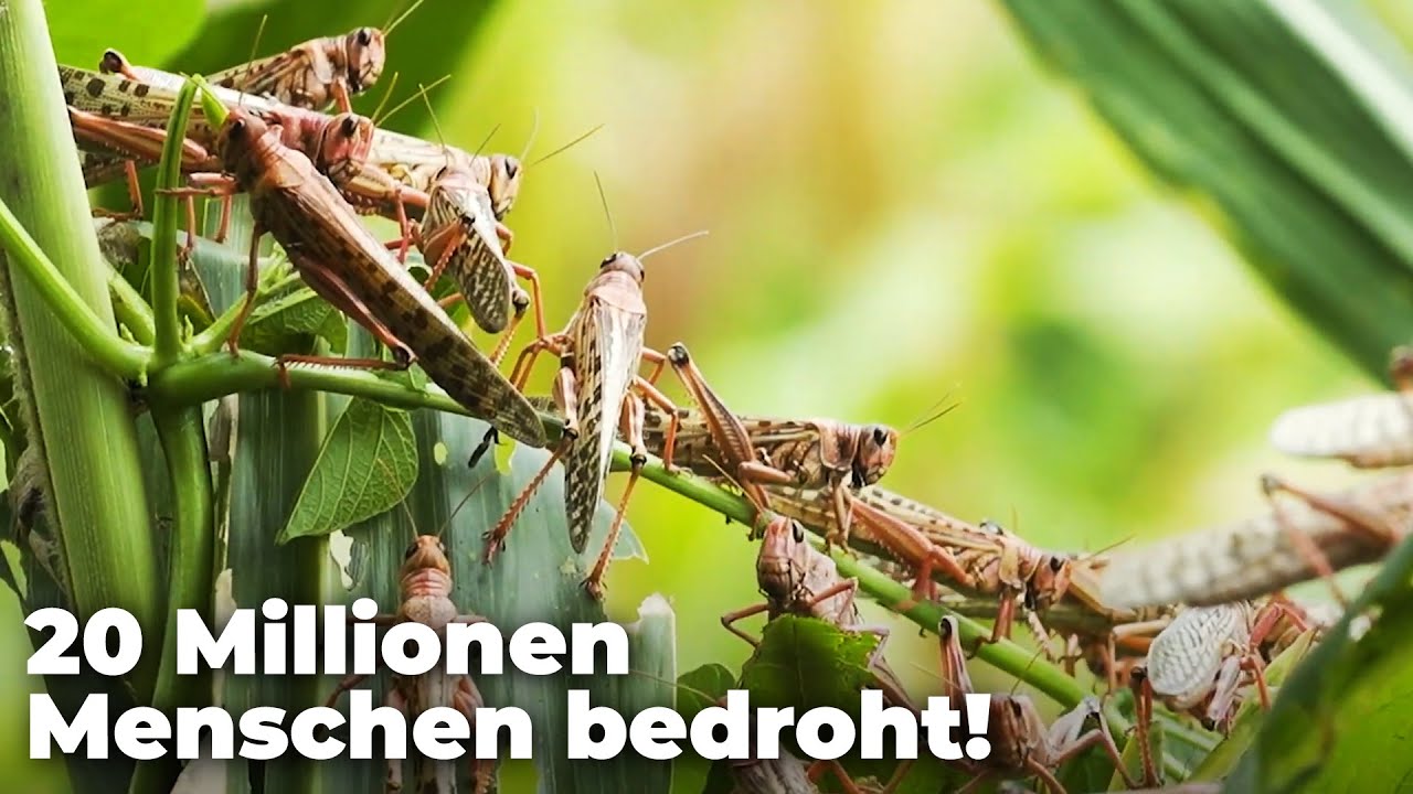 Klimawandel: Heuschrecken-Invasion bedroht 20 Millionen Menschen in Ostafrika! - Clixoom nature