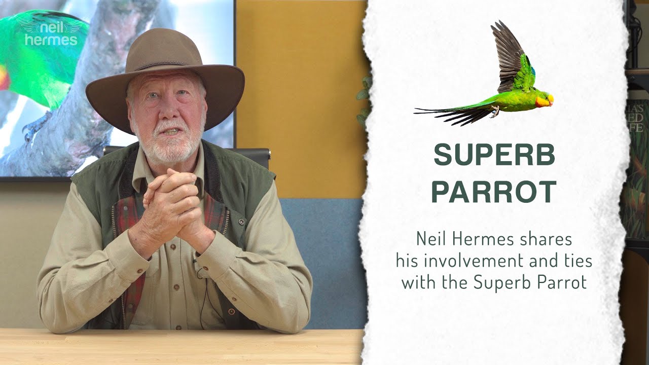The Superb Parrot