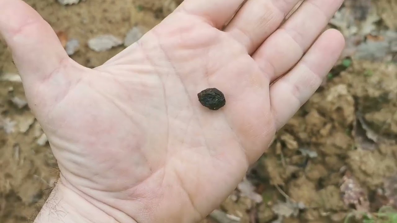 Fratello e sorella: Simbhad e Salina 