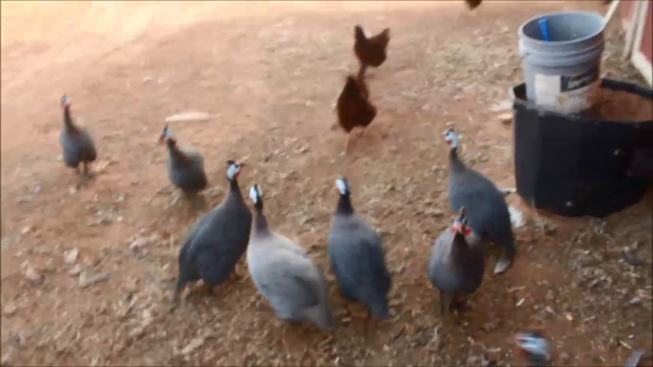 How to get Guinea fowl to their coop at night, and MORE