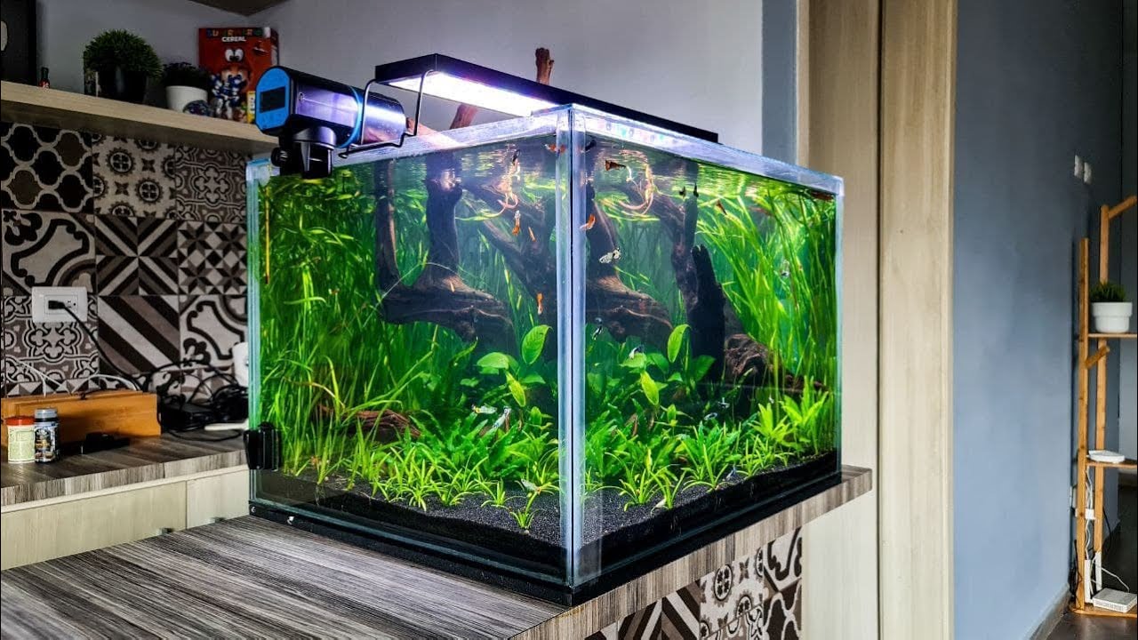 ¡Las CORYDORAS tuvieron CRÍAS! Actualización del PLANTADO DE 100 LT