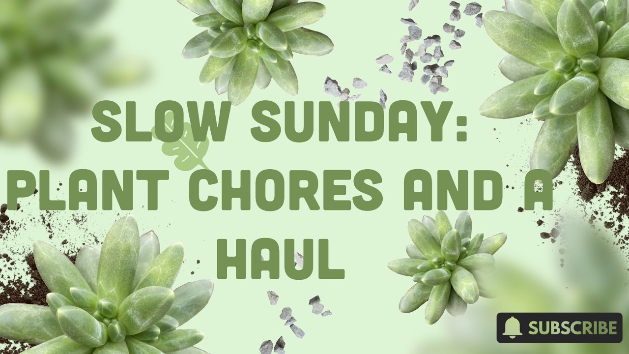 SLOW SUNDAY: PLANT CHORES AND A HAUL | LAUNDRY | TROPICAL HOUSEPLANTS | ONLINE HAUL