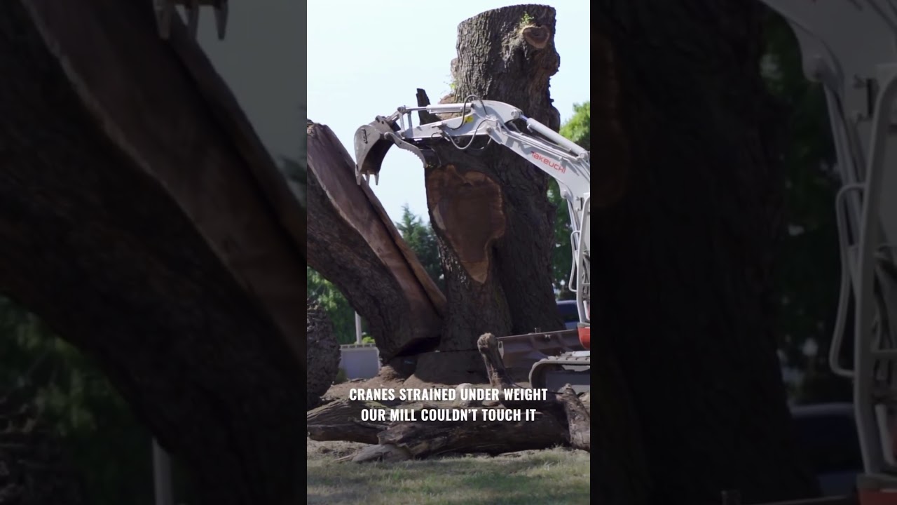 Largest Black Walnut Tree in America Planted in 1880s - 50,000lb Log Cutting #wood #woodworking