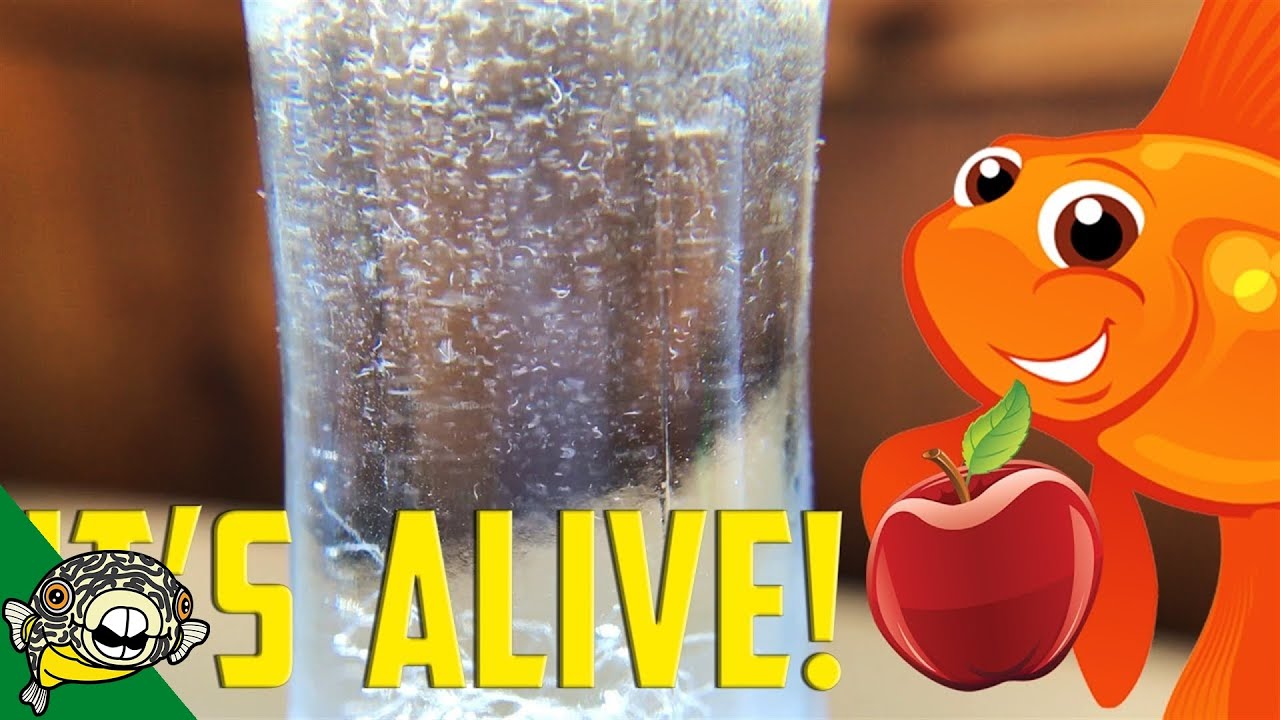 How to culture Vinegar Eels! The EASY Way!  Live Fish Food.