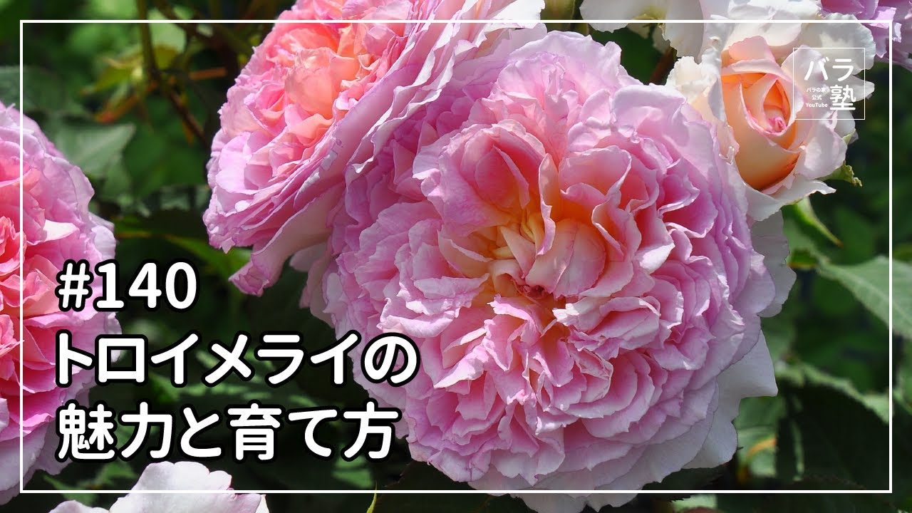 #140 トロイメライの魅力と育て方