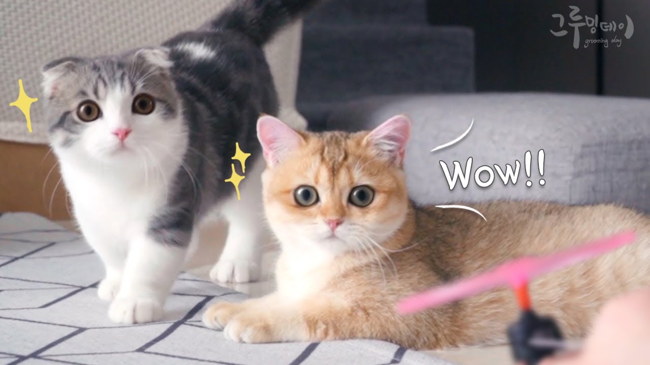 고양이 코비가 제일 좋아하는 장난감을 찾았어요 Amazing Cat Toys