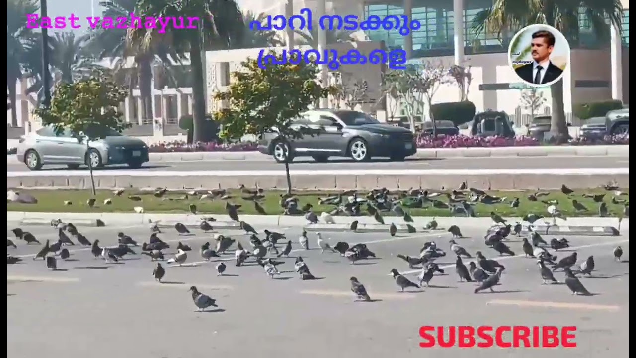 പാറി നടക്കും പ്രാവുകളെ..