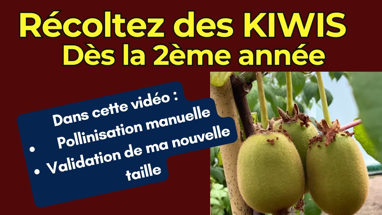 Kiwi jaune et Kiwa&iuml;, reconna&icirc;tre les fleurs, pollinisation, des fruits d&egrave;s la 2&egrave;me ann&eacute;e !