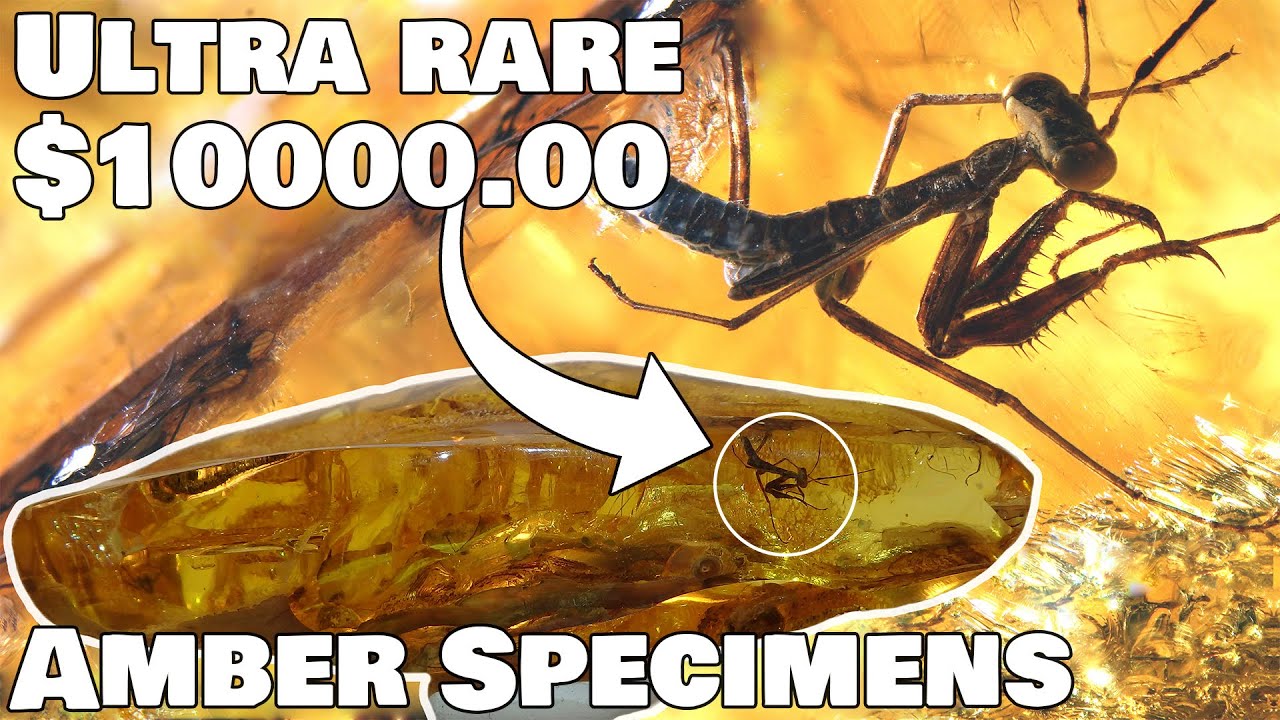 Most wanted amber specimens by the Amber Collectors