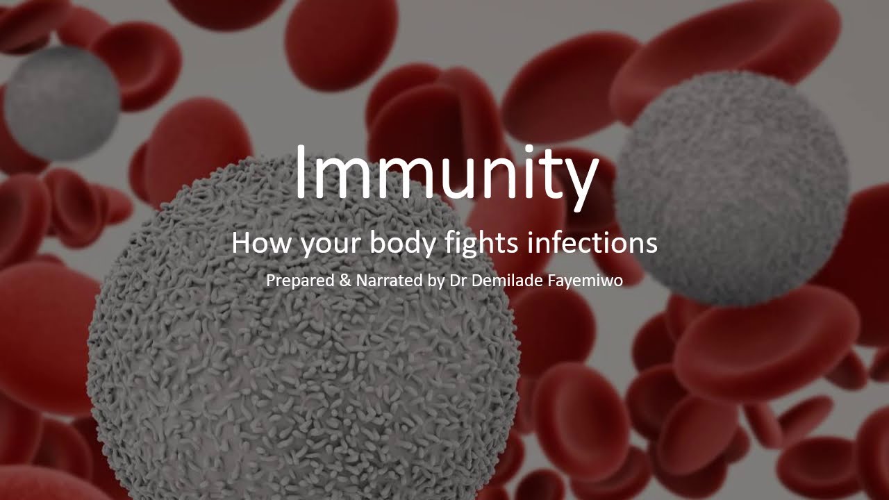 Chapter 11.1: Immunity - Phagocytosis